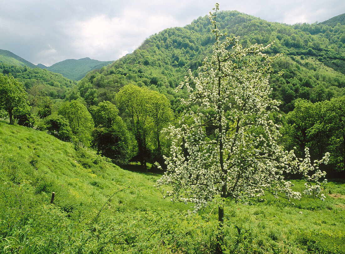 Spring. Páramo river. Teverga. Asturias. Spain.