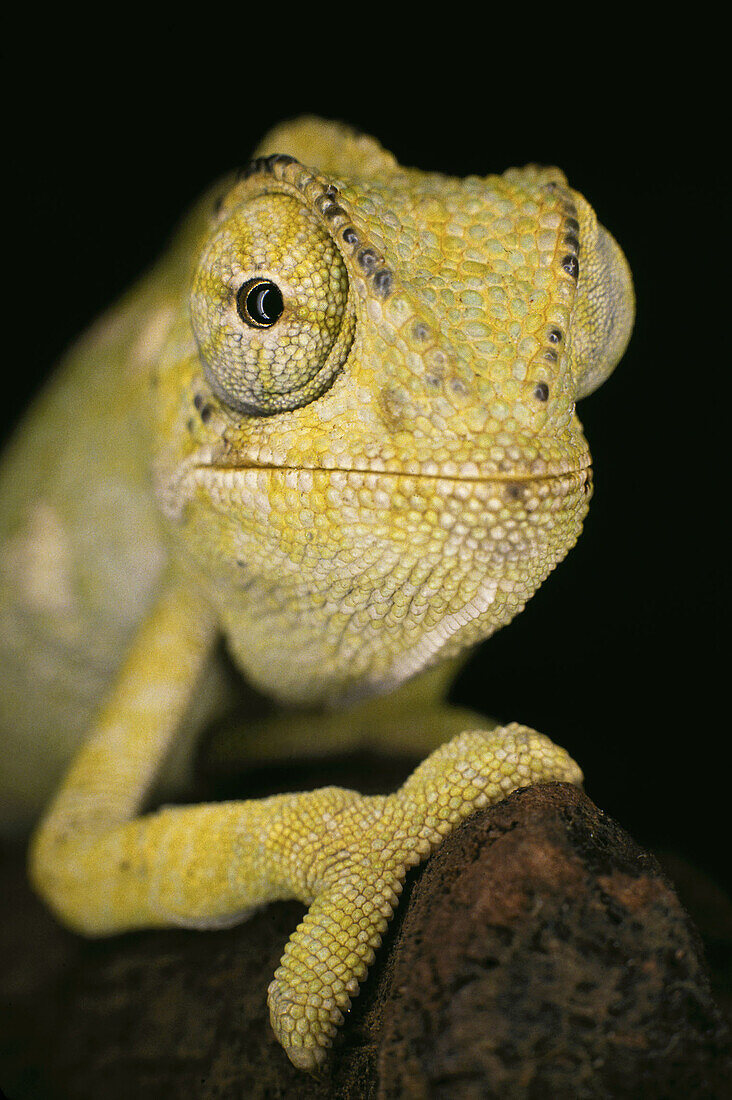 Common Chameleon (Chamaeleo chamaeleon)