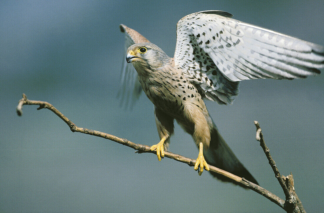 Krestel (Falco tinnunculus)