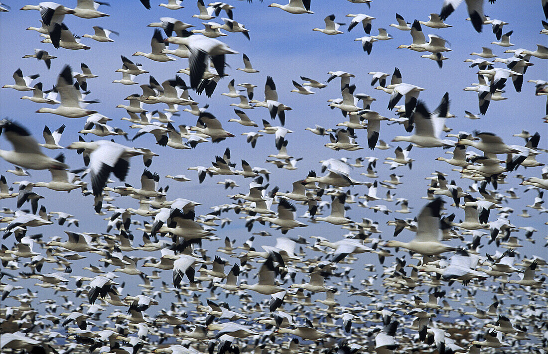  Anhäufung, Bewegung, Farbe, Fliegen, Flug, Flüge, Gruppe, Gruppen, Himmel, Horizontal, Lärm, Menge, Mengen, Tageszeit, Tier, Tiere, Viele, Vielzahl, Vogel, Vögel, Wanderung, Wanderungen, F52-373372, agefotostock 