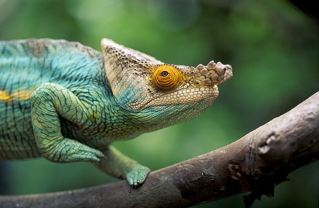 Chameleon (Calumma parsonii)