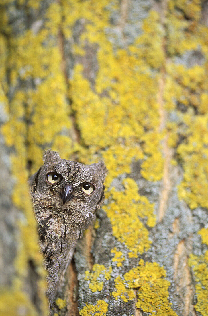 Scops-Owl (Otus scops)