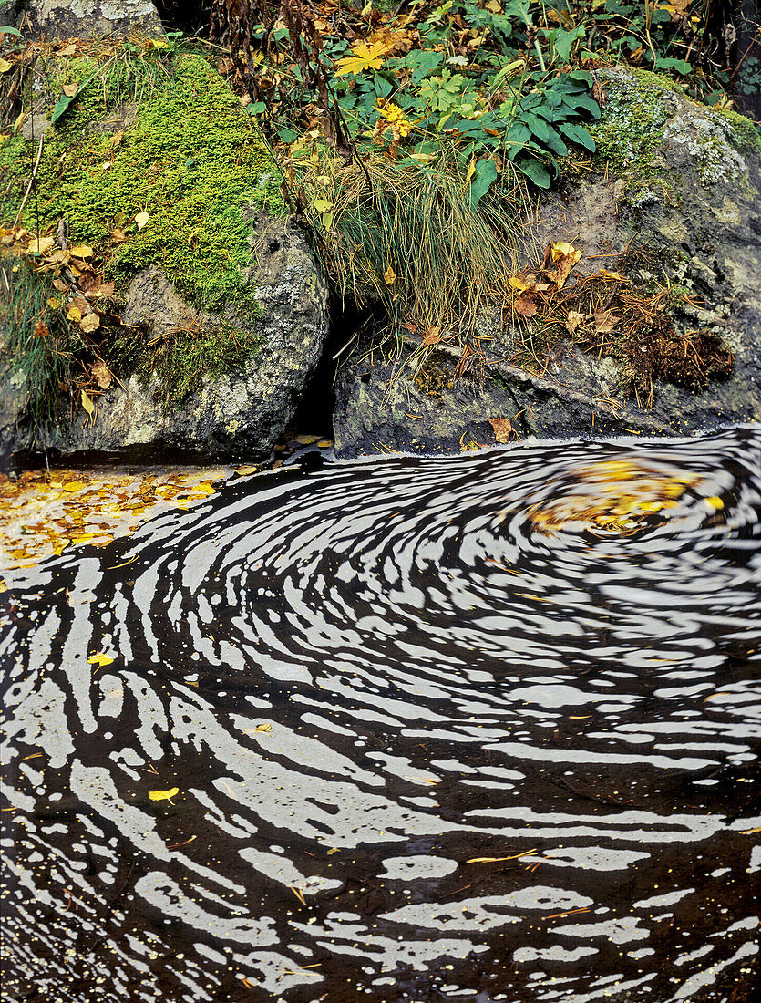 Autumn landscape on atlantic forest