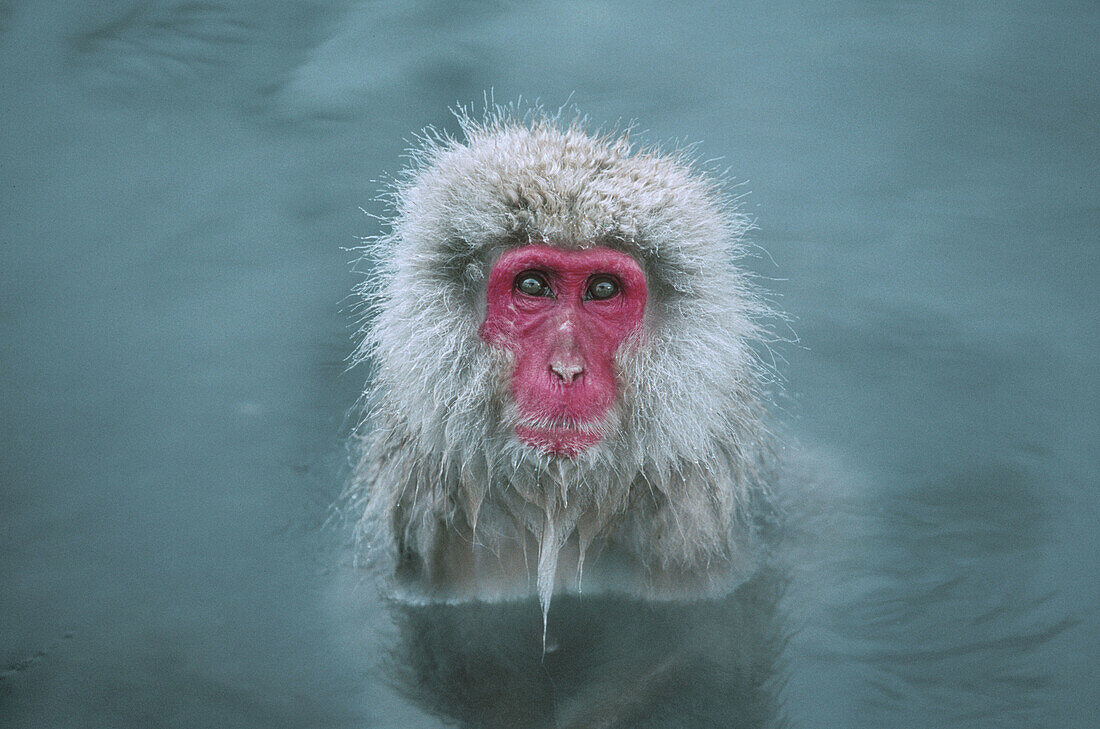 Japanese Macaque (Macaca fuscata). Jigokudani, Honshu. Japan