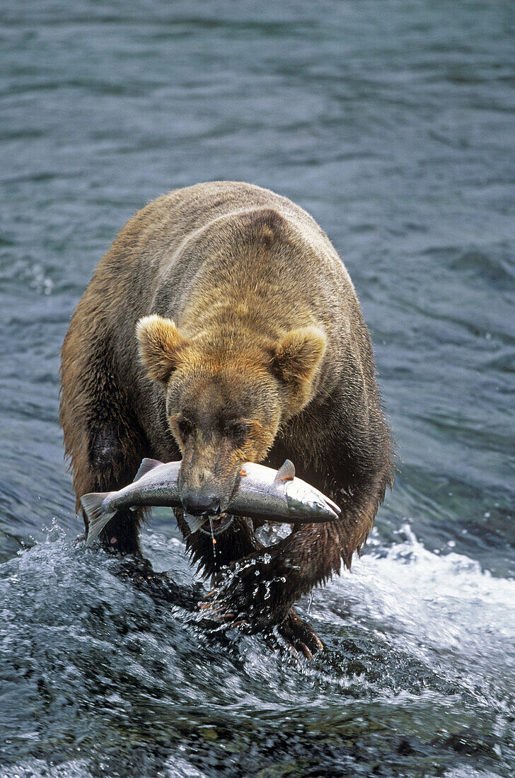 Grizzly Bear fishing in Katmai Natural Park. Alaska. USA