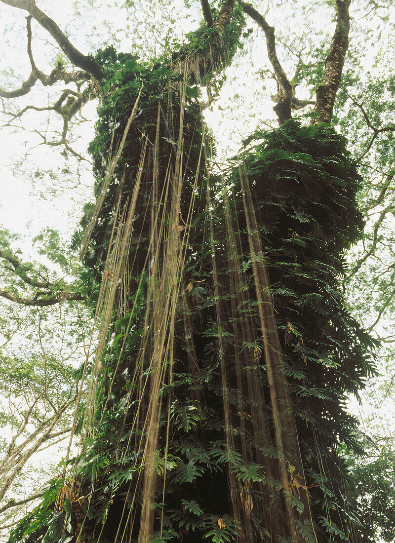 Climbing plants. Pahoa-Puna, Big Island. Hawaii, USA