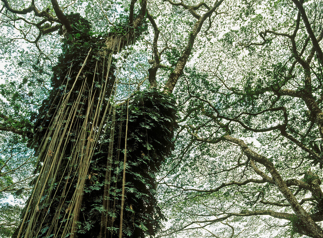 Climbing plants. Pahoa-Puna, Big Island. Hawaii, USA