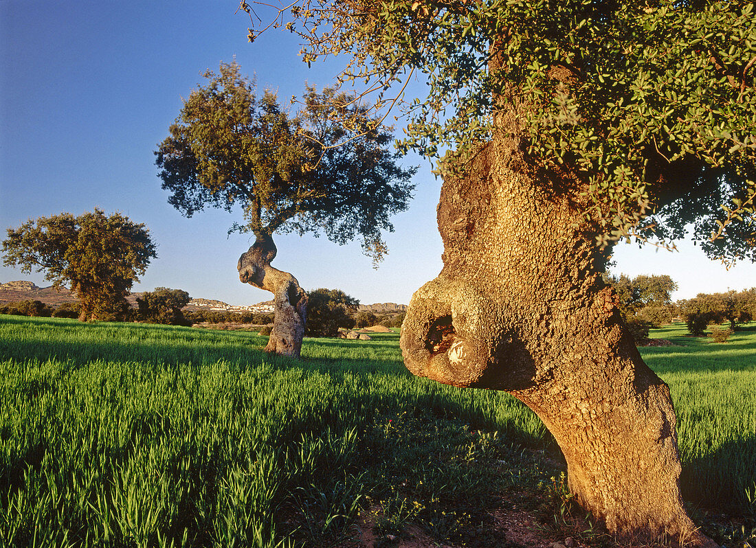 Cereal and meadow. La Serena. Badajoz province. Spain.