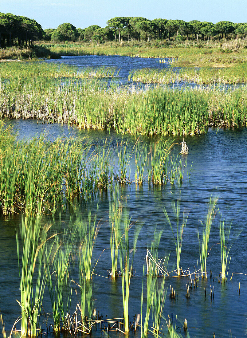 Laguna El Acebuche. Doñana National Park. Huelva. Andalucia. Spain.