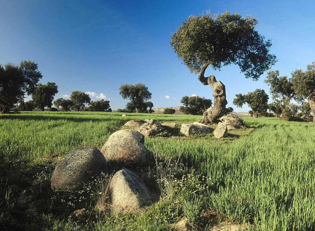 Meadow in spring. La Serena. Badajoz province. Spain.