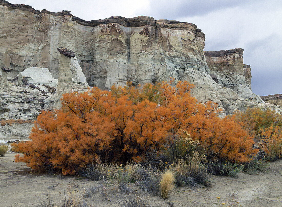 White Hoodoo. Staircase. Escalante. Utah. USA.