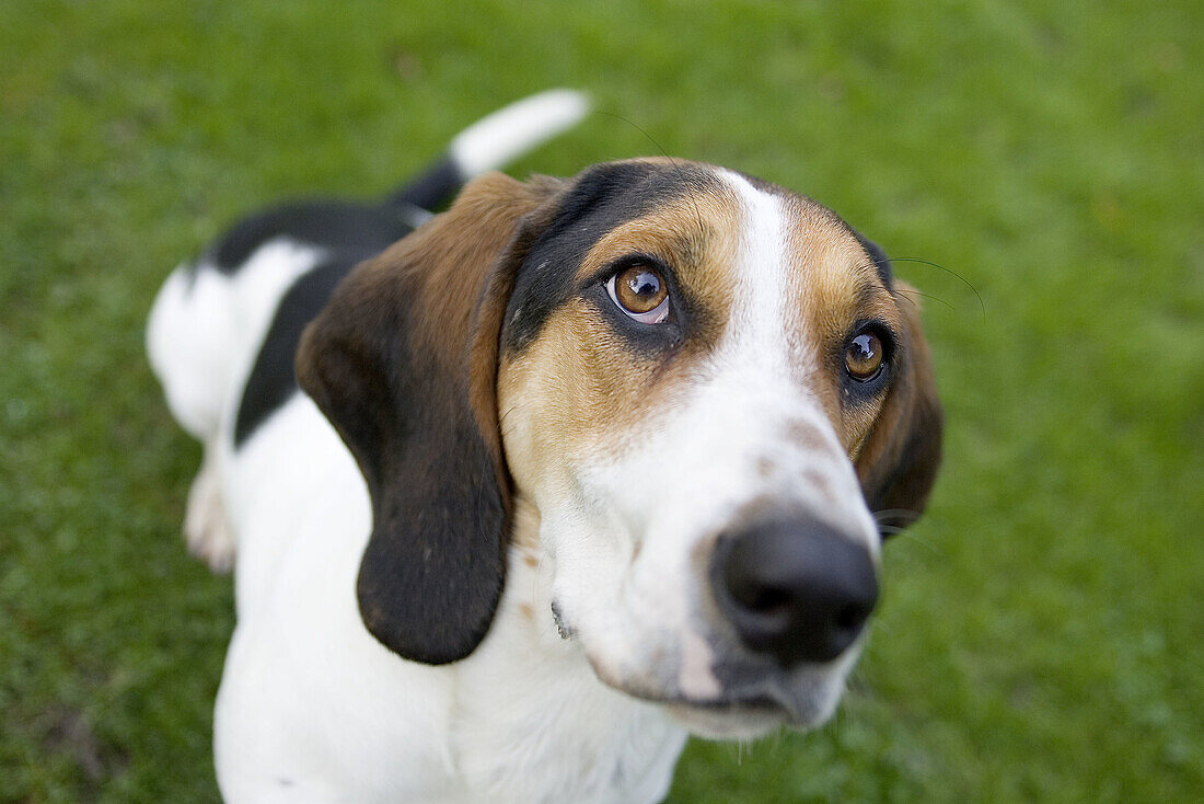  Anschauen, Außen, Ein Tier, Eins, Farbe, Gehorsam, Gelehrig, Gelehrigkeit, Gesicht, Gesichter, Haustier, Haustiere, Horizontal, Hund, Hunde, Nahaufnahme, Nahaufnahmen, Nase, Nasen, Portrait, Portraits, Porträt, Porträts, Säugetier, Säugetiere, Schauen, S