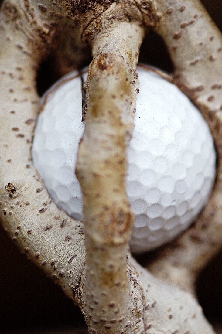  Ball, Balls, Branch, Branches, Caught, Close up, Close-up, Closeup, Color, Colour, Concept, Concepts, Golf, Golf ball, Golf balls, Indoor, Indoors, Inside, Interior, Nature, Object, Objects, Odd, Plant, Plants, Still life, Strange, Thing, Things, Trapped