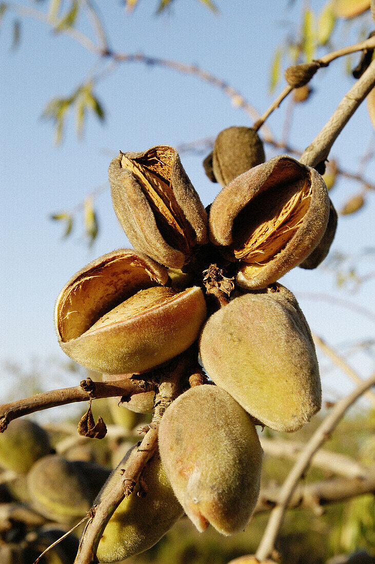 Organic farm. Almonds. Majorca. Balearic Islands. Spain