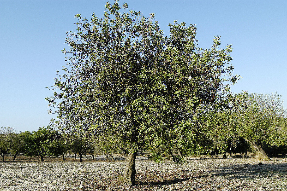 Carob tree. Majorca. Balearic Islands. Spain