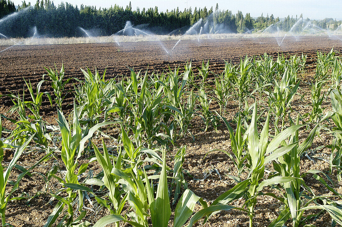 Spraying. Majorca. Balearic Islands. Spain