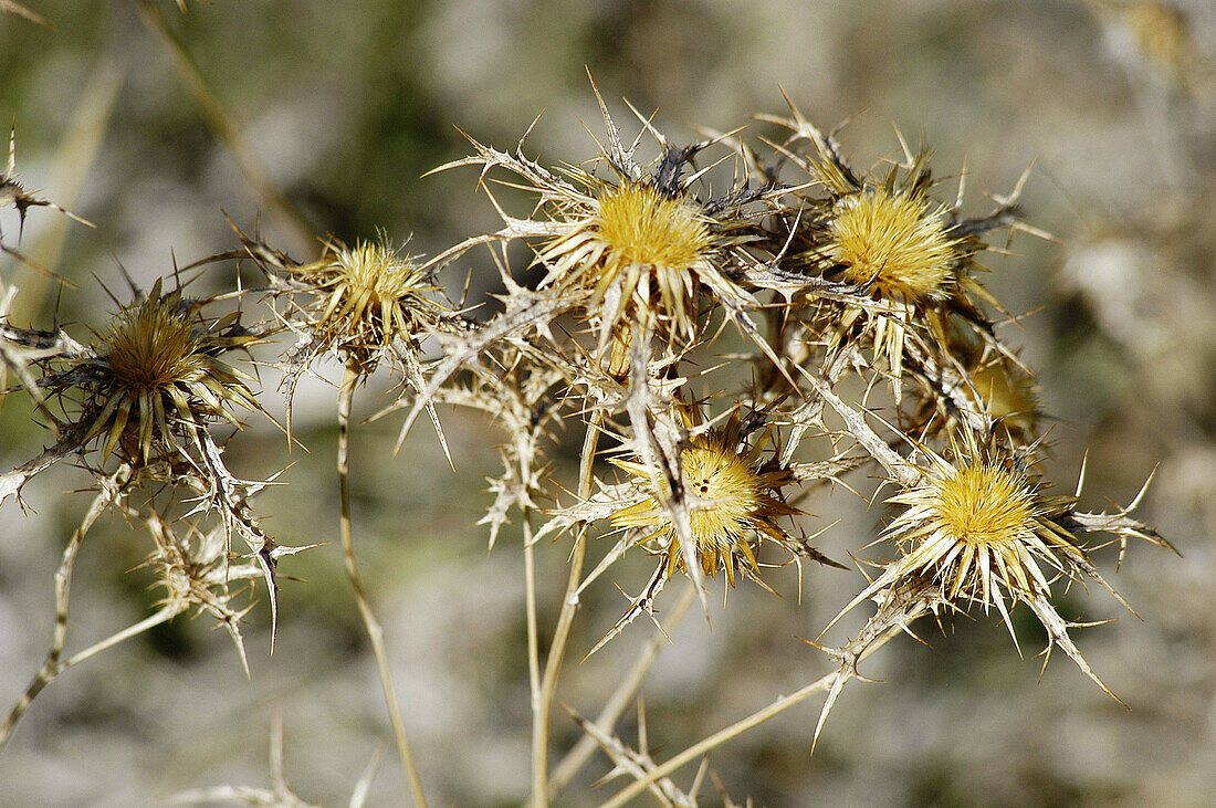 Dry thistle in the summer. Majorca. Balearic Islands. Spain