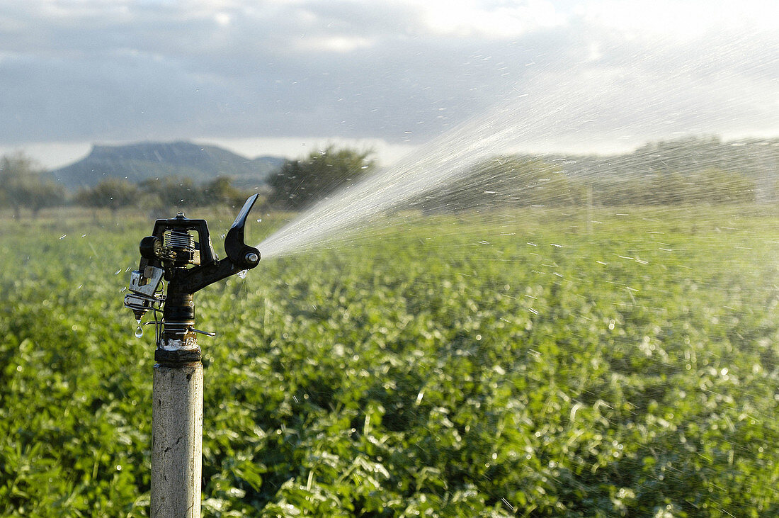 Spraying. Majorca. Balearic Islands. Spain