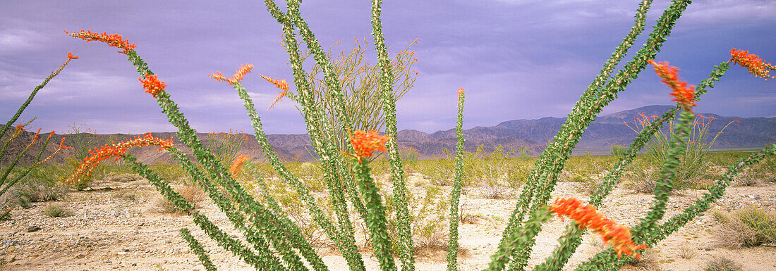 Ocotillo cactus in flower. Joshua Tree National Monument. California. USA