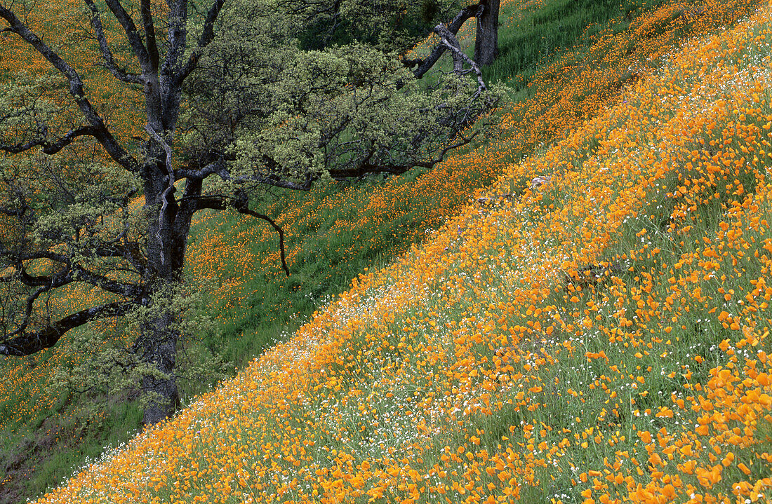 Oak tree in spring on a hillside. California, USA