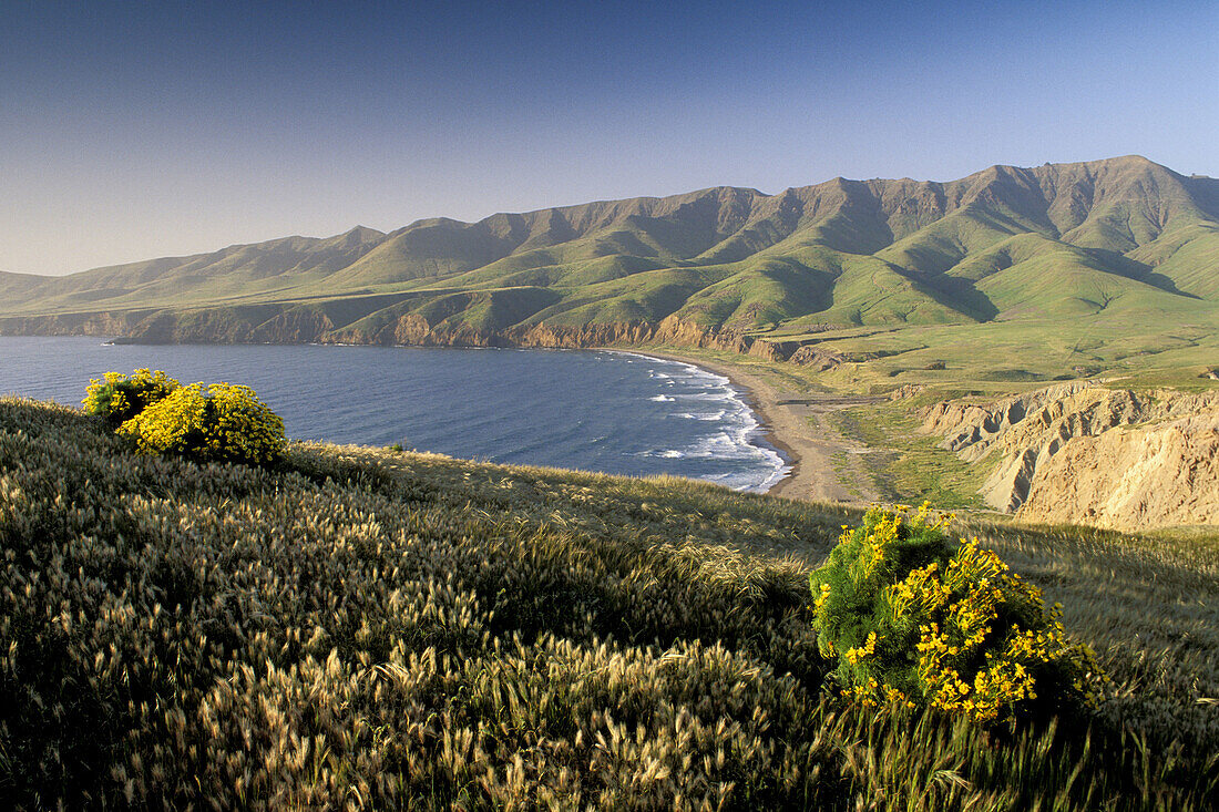 Giant Coreopsis and green hills in spring above Christy Beach, on Santa Cruz Island, Channel Islands, California