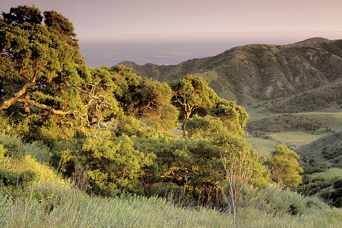 Sunset light on oak trees above the Central Valley. Santa Cruz Island. Channel Islands. California. USA