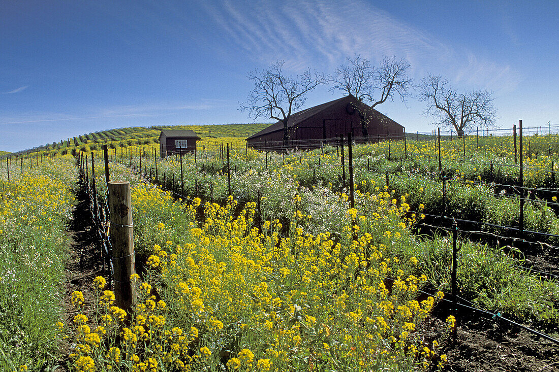 Barn and mustard flowers bloom in spring in a vineyard in the Carneros Region. Napa Valley Wine Country. California. USA