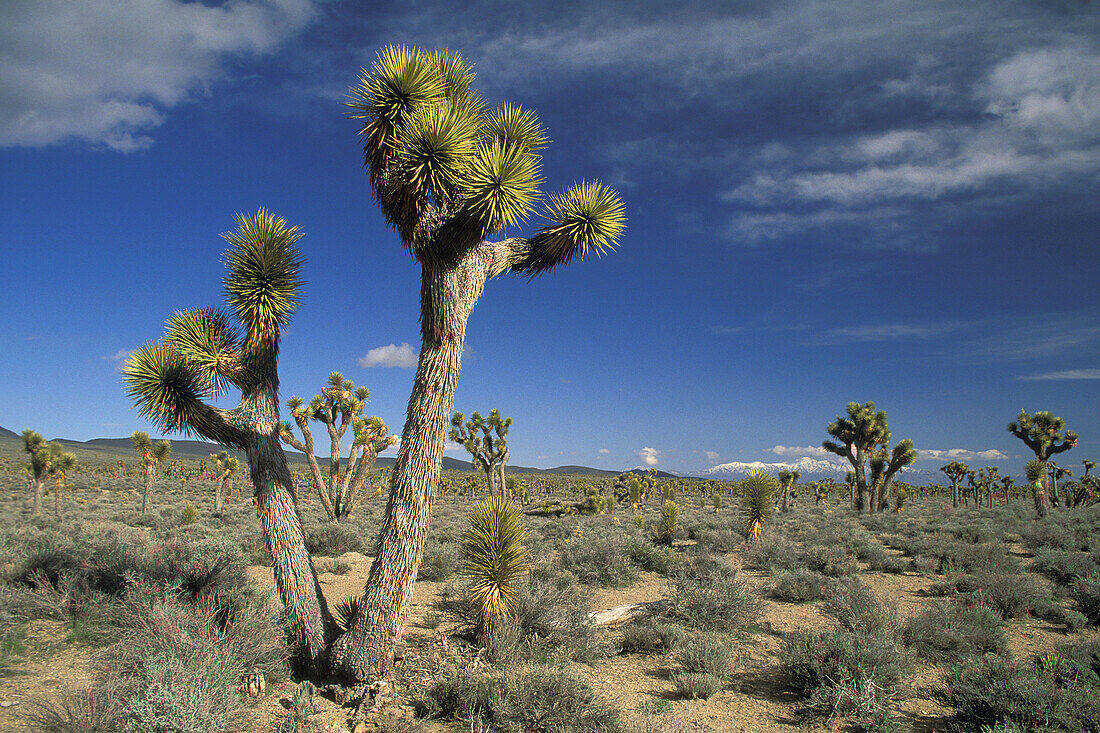 Joshua Trees at Lee Flat, Death Valley National Park, California