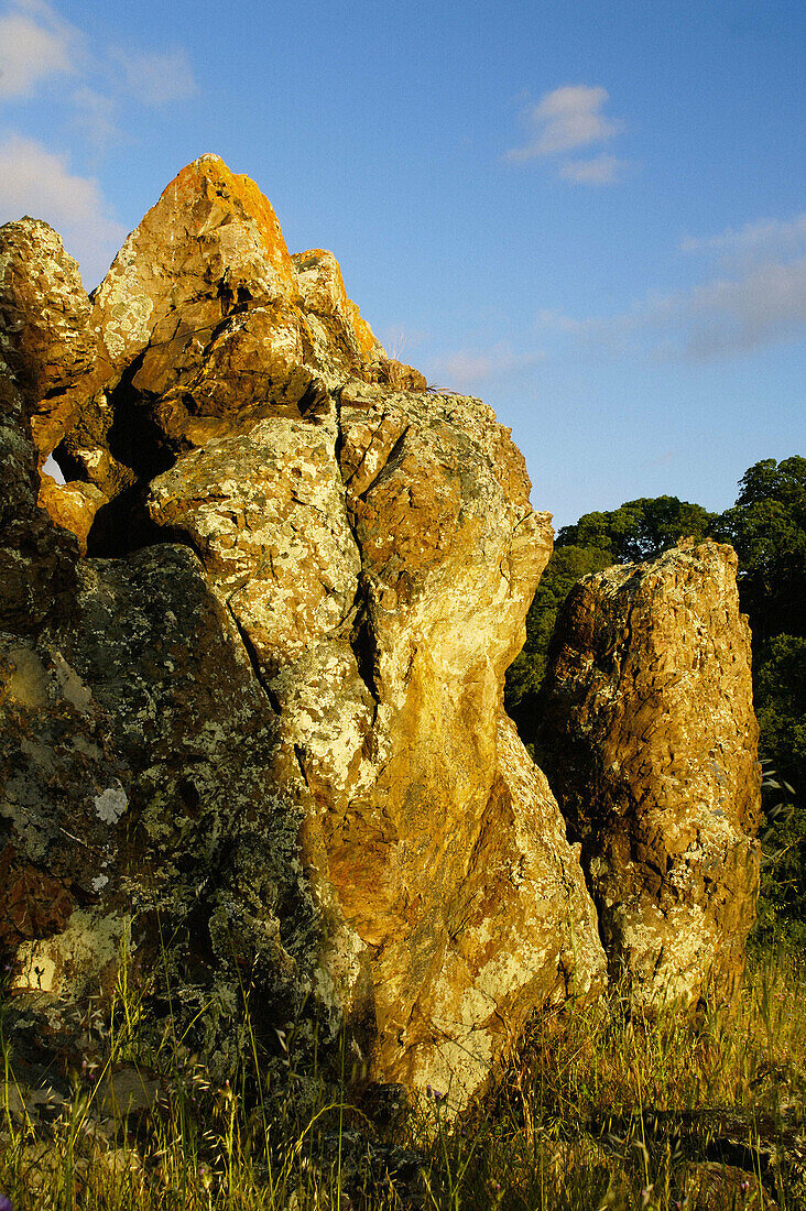 Lichen covered rock at sunset, Mount Diablo State Park, California