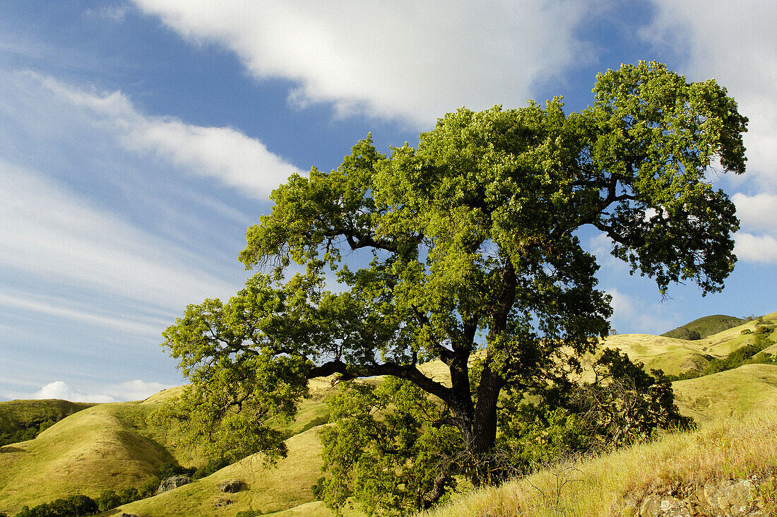 Oak trees and rolling hills in spring, Mount Diablo State Park, California