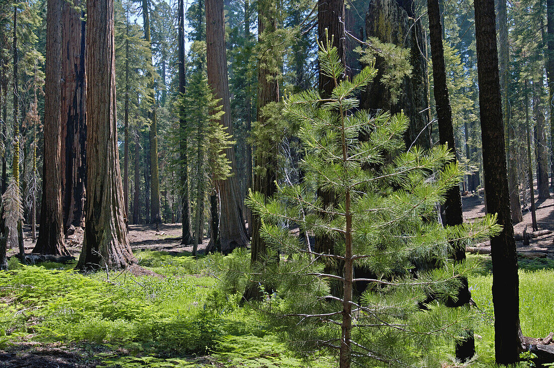 Young sapling pine tree in Mixed Conifer Forest along the Congress Trail, Giant Forest, Sequoia NP, California