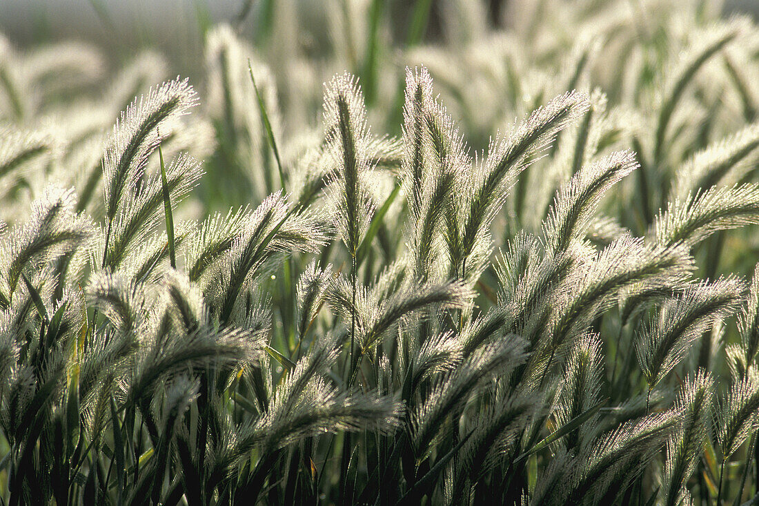 Meadow Barley grass backlit in morning sunlight, San Luis National Wildlife Refuge, near Los Banos, Merced County. California