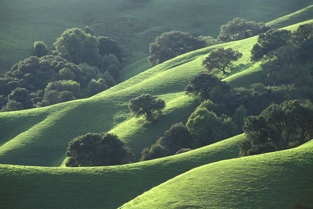 Oak trees and green grass on hills in spring, Briones Regional Park, Contra Costa County, California