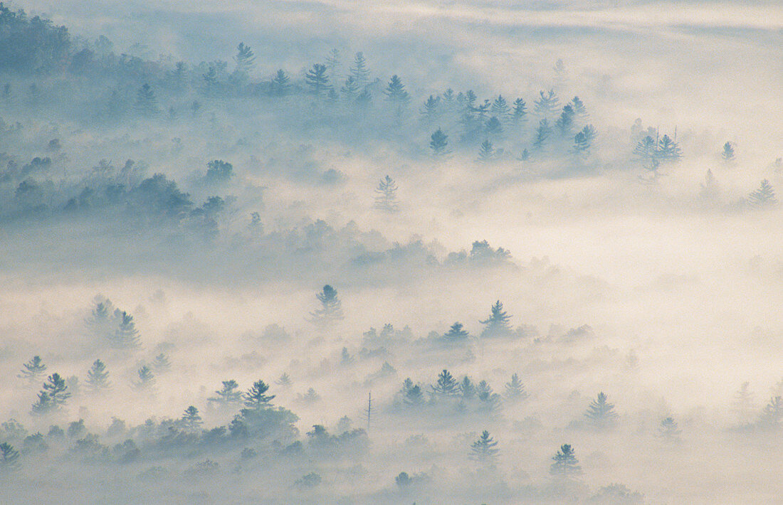 Morning fog. North Carolina. USA
