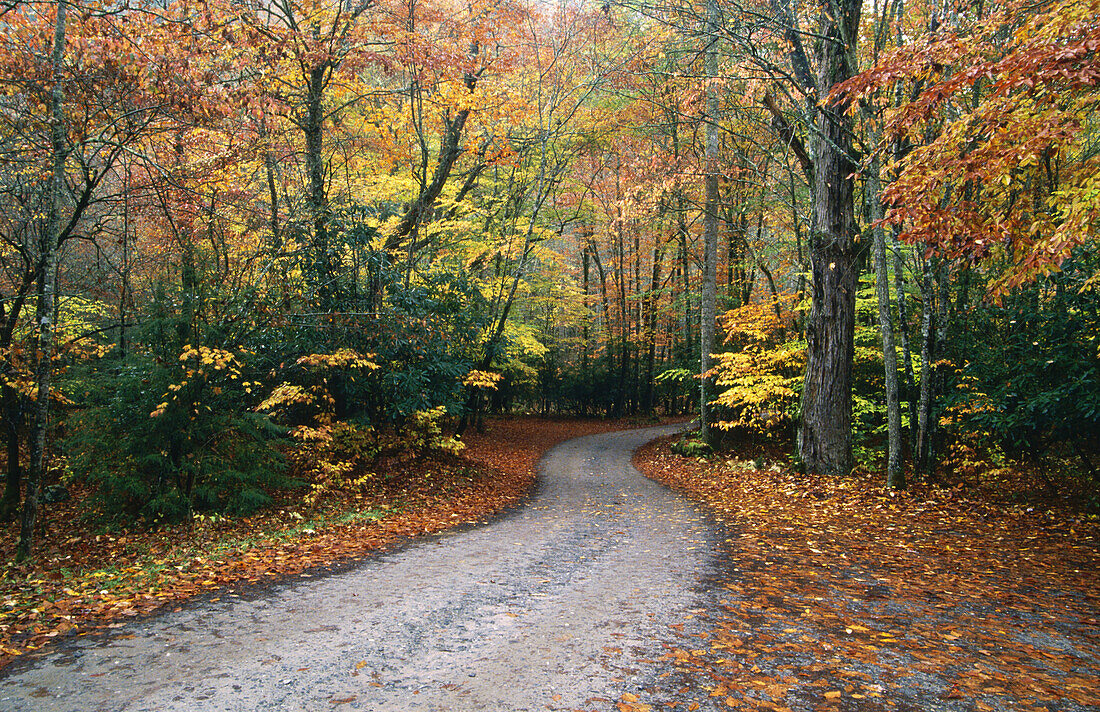 Autumn Road, Cataloochee Cove. Great Smoky Mountains NP. North Carolina. USA