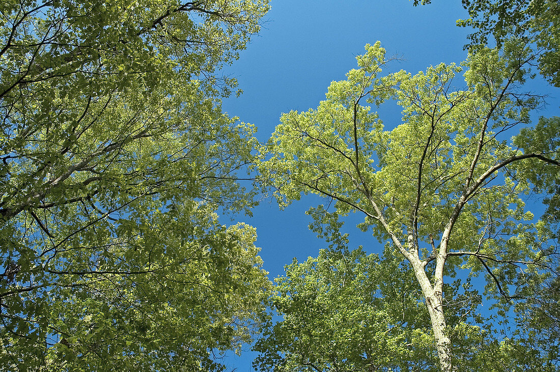 Treetops in Spring, Blue Sky, East Tennessee