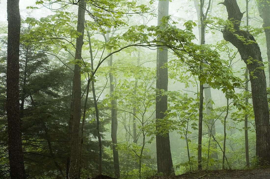 Spring Forest Images, Motor Nature Trail, Great Smoky Mtns Nat. Park, TN