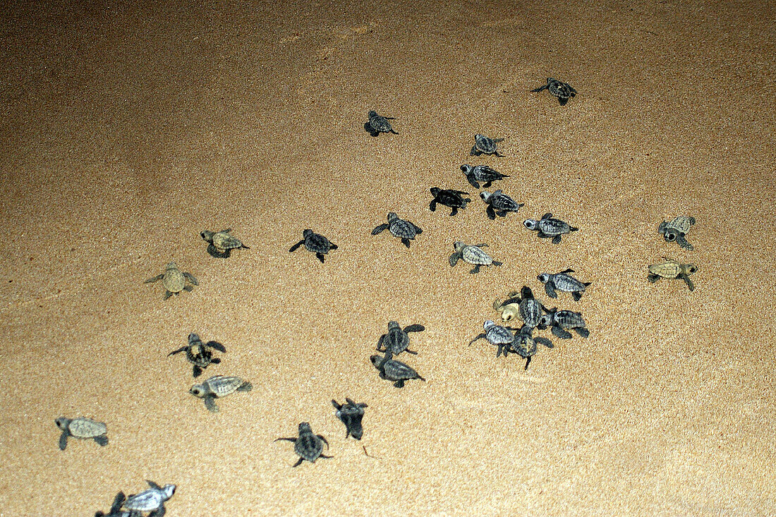 Loggerhead turtle hatchlings (Caretta caretta). Praia do Forte. Bahia, Brazil