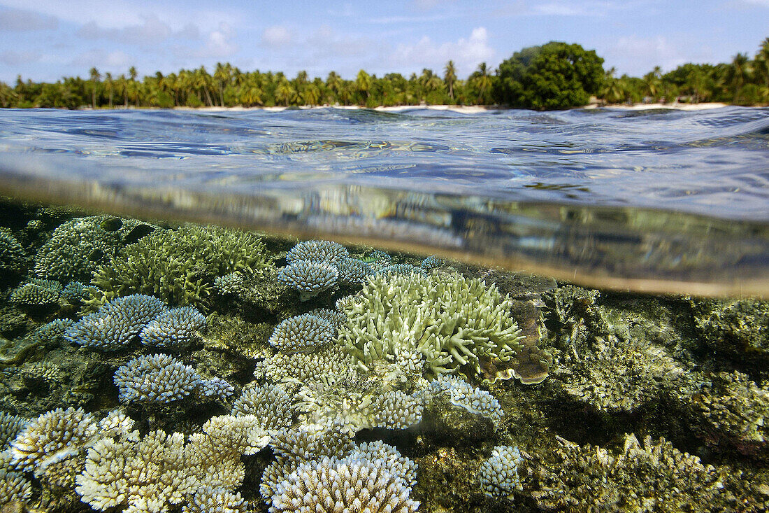 Over under image of coral reef ( Acropora sp.) and trees at Majikin Island, Namu atoll. Marshall Islands (North Pacific)