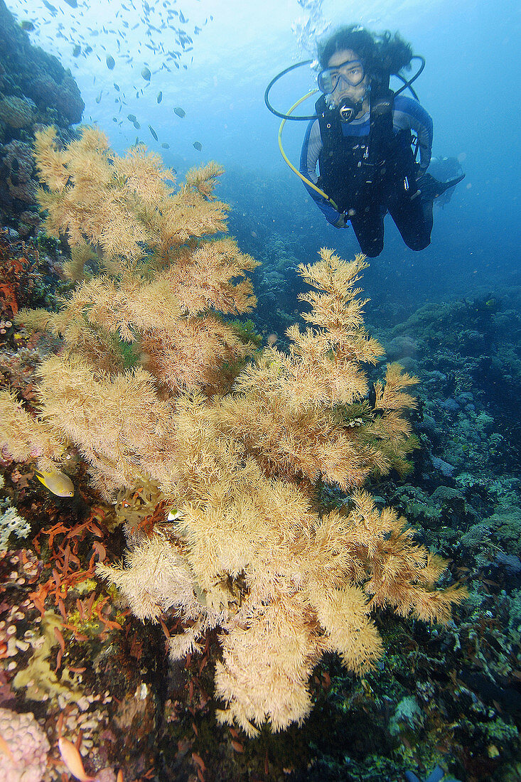 Female scuba diver observes black coral, Antipathes sp., Verde Island, Philippines