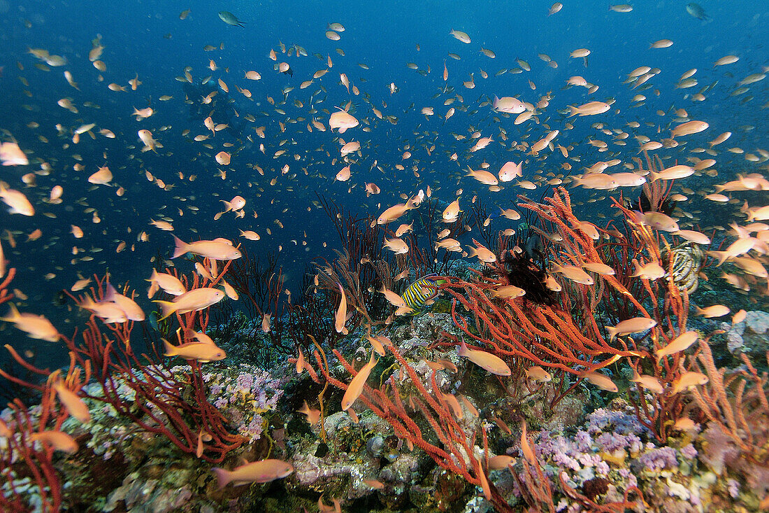Thousands of scalefin anthias, Pseudanthias squamipinnis, hovering over colonies of red whip coral, Ellisella sp., Canyons, Puerto Galera, Mindoro, Philippines