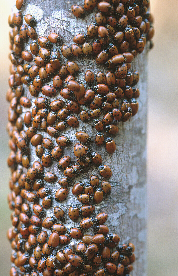 Ladybugs