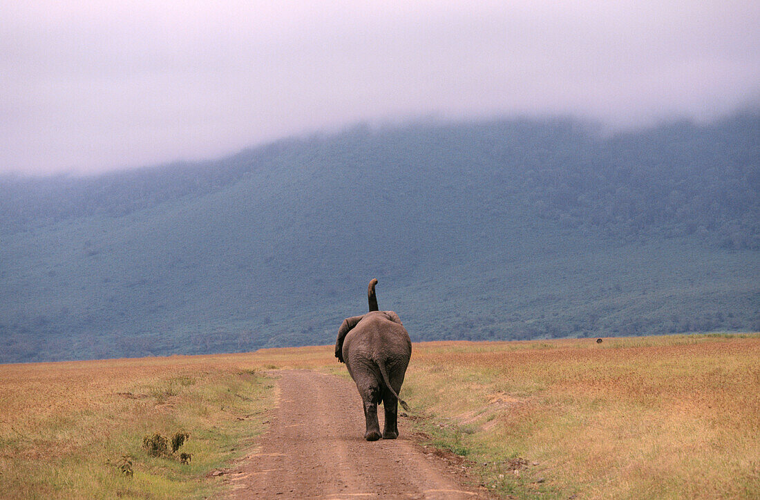 Arican Elephant (Loxodonta africana). Ngorongoro crater. Tanzania