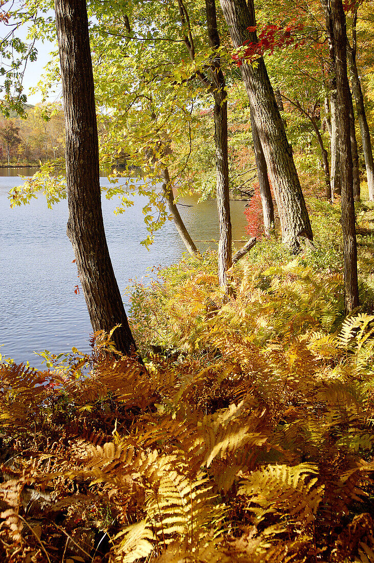Lakeside in fall. New England, USA