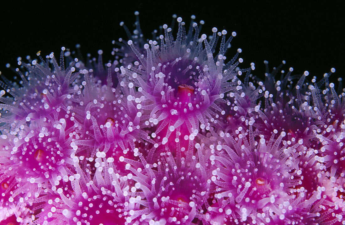 Jewel Anemones (Corynactis haddoni). Poor Knights Islands, New Zealand