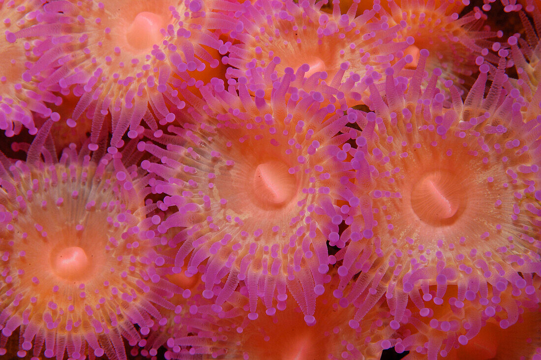 Jewel anemones (Corynactis haddoni). Poor Knights Islands, New Zealand. South Pacific Ocean.