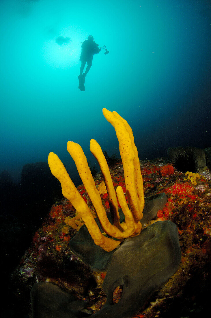 Underwater photographer and yellow finger sponge (Callyspongia ramosa). Hope Point. Poor Knights Islands. New Zealand. South Pacific Ocean.
