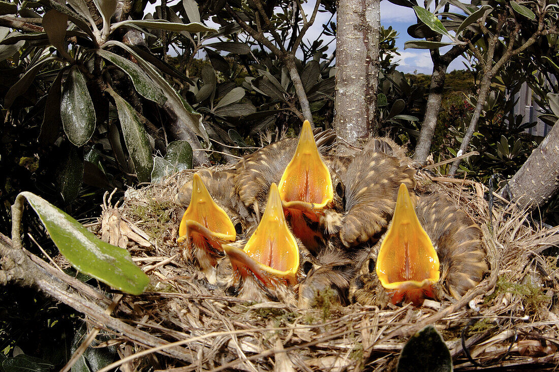 Song thrush (Turdus philomelos clarkei) chicks in nest with mouths open. Northland, New Zealand.