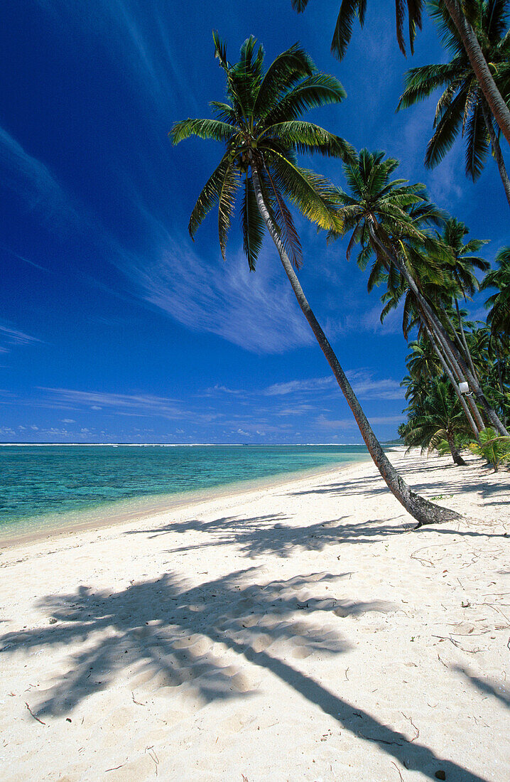 Coconut palms. Viti Levu. Fiji Islands