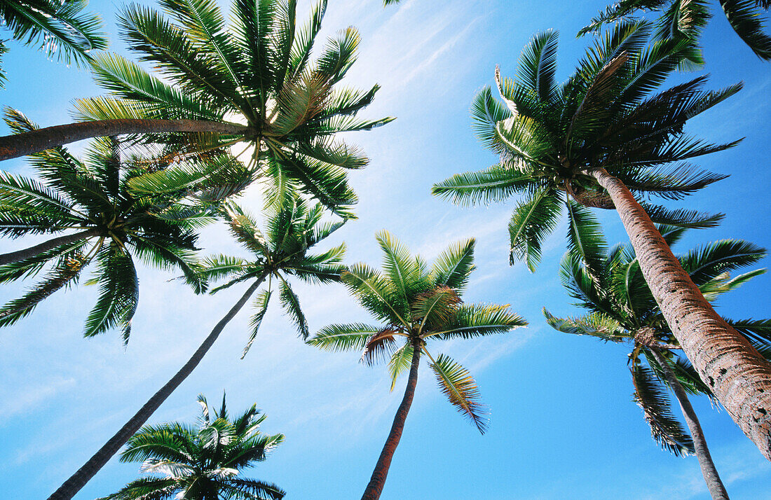 Coconut palms. Viti Levu. Fiji Islands